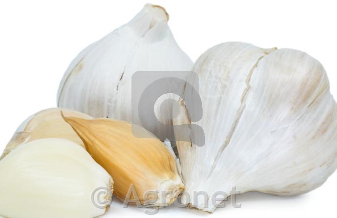 Česen slonov 2 glavici