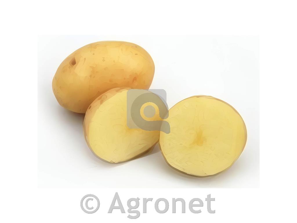 Krompir Marisbard SE28/35 25kg