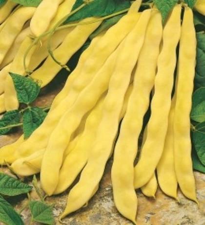 Fižol nizki Telemaco 1kg