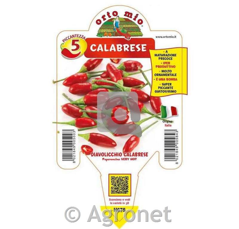 Čili Italico, 1kos
