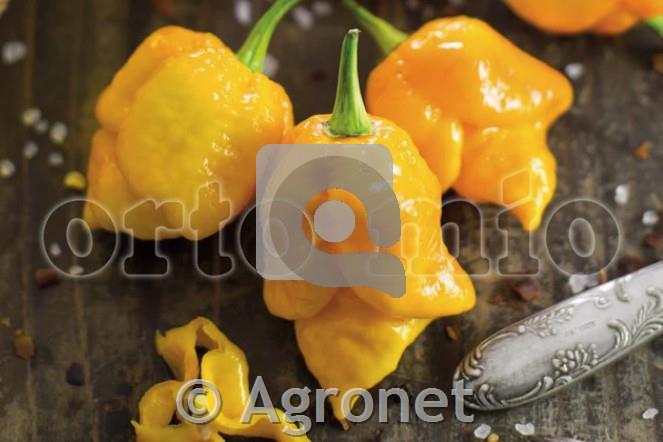 Čili Scorpion Yellow, 1kos