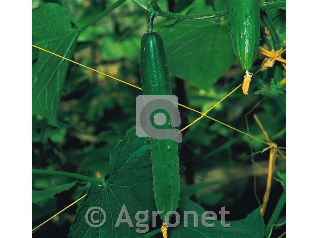 Kumare Tasty Green, 1 kos