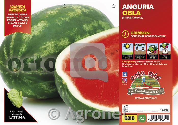 Lubenica Obla F1, 4 kos