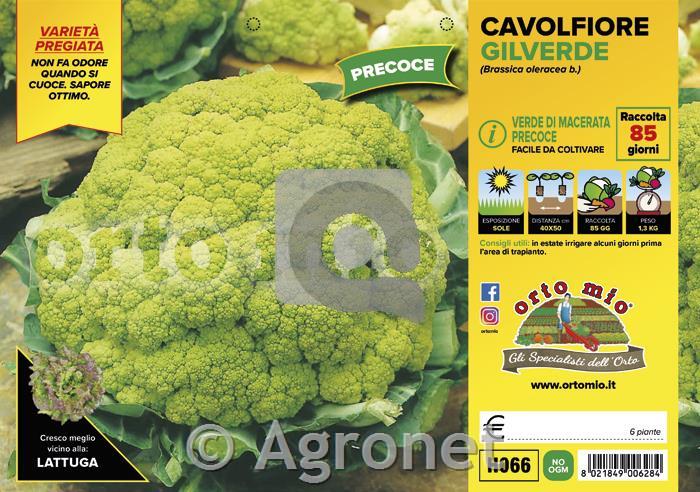 Cvetača Gilverde F1, 6 kos