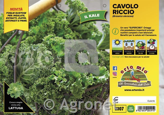 Kodrolistni ohrovt Karillo (Kale) F1, 6 kos