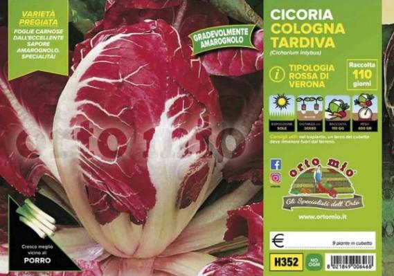 Radiči zgodnji Cologna tardiva, 9 kos
