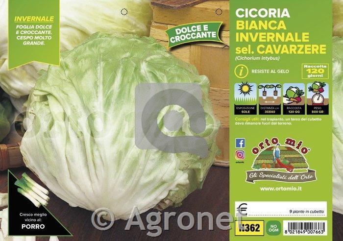 Radiči Cavarzere, 9 kos