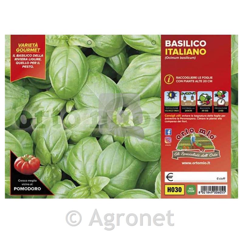 Bazilika Genovese Gemma, 6 kos
