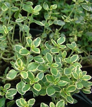 Citronski timijan Thymus x citriodorus 'Lemon'
