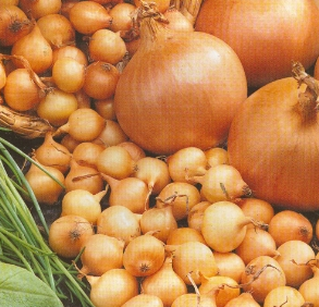 Čebulček rumeni Centurion 500g