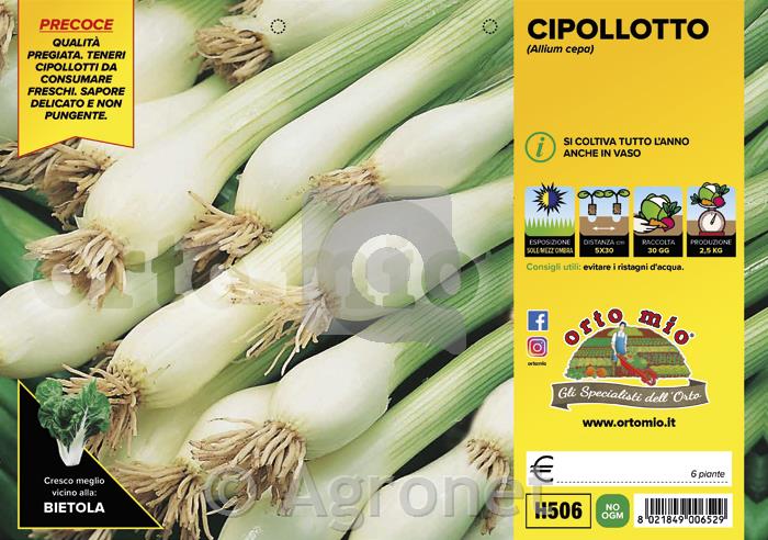 Čebula Cipollotto, 12 kos