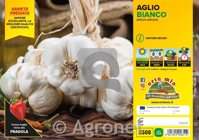 Česen beli Garcua, 6 kos