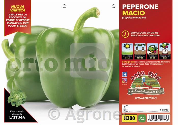 Paprika zelena Macio F1, 6 kos