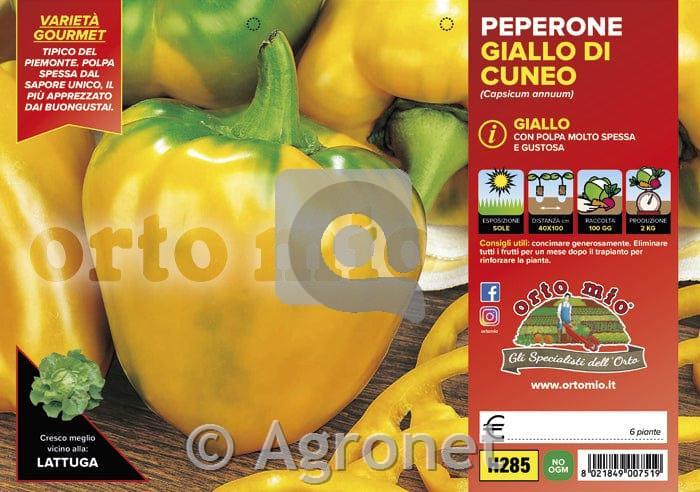 Paprika Giallo di Cuneo F1, 6 kos