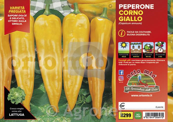 Paprika rog rumena Astor F1, 6 kos