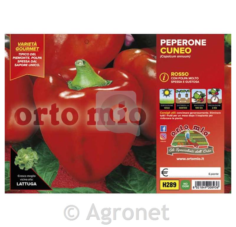 Paprik Rosso di Cuneo F1, 6 kos