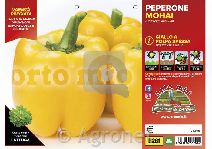 Paprika rumena Mohai F1, 6 kos