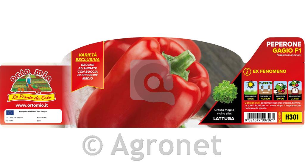 Paprika rdeča Gagio F1, 6 kos