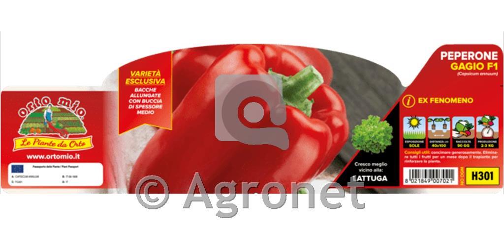 Paprika rdeča Gagio/Fenomeno F1, 1 kos