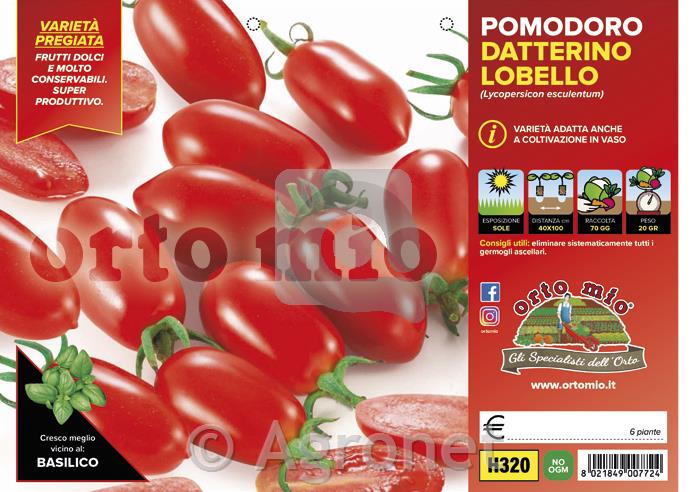 Paradižnik datljev Lobello F1, 6 kos