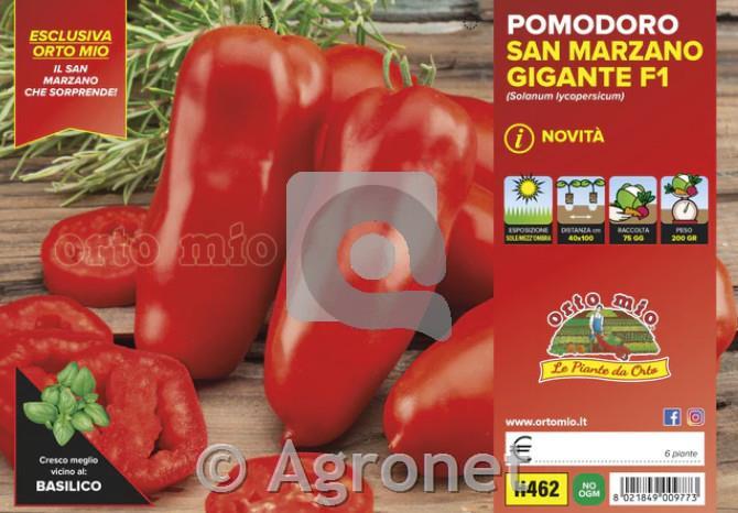 Paradižnik Giant San Marzano Grison, F1, 6 kos