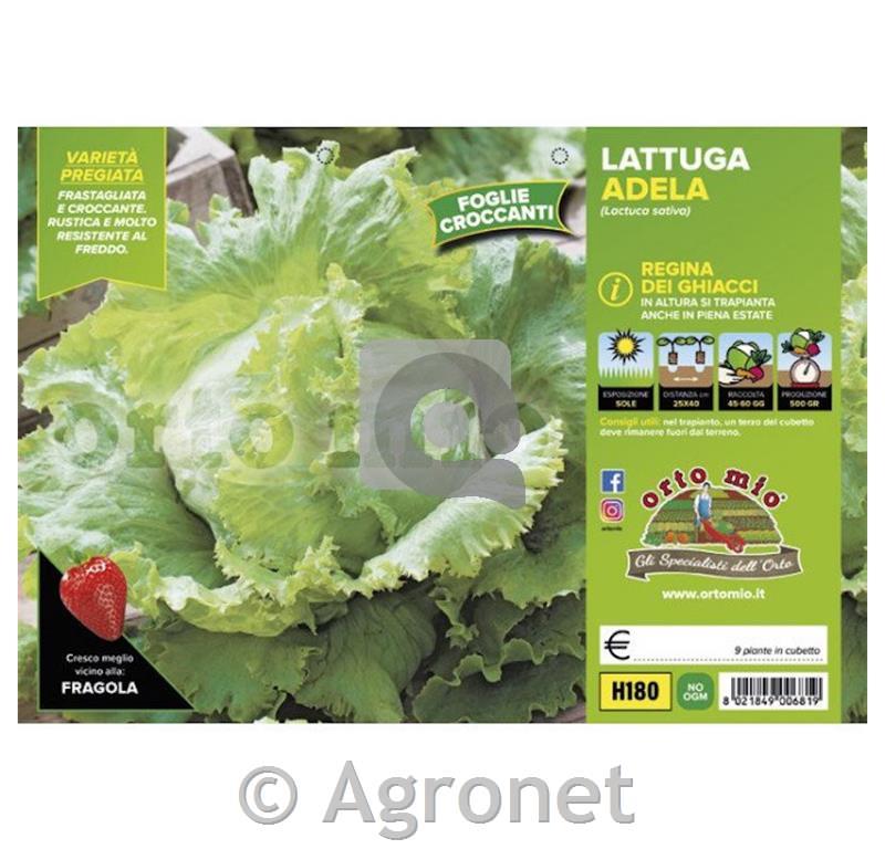 Solata ledenka Adela, 9 kos