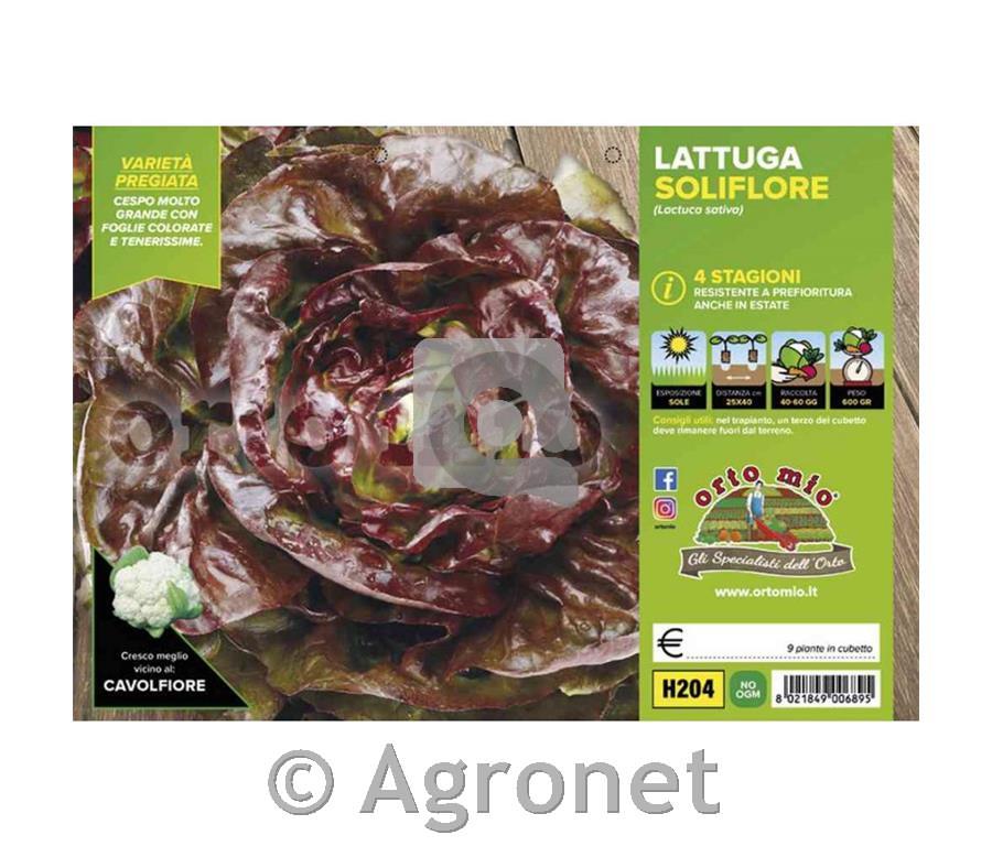 Solata Jerrican (Soliflore), 9 kos