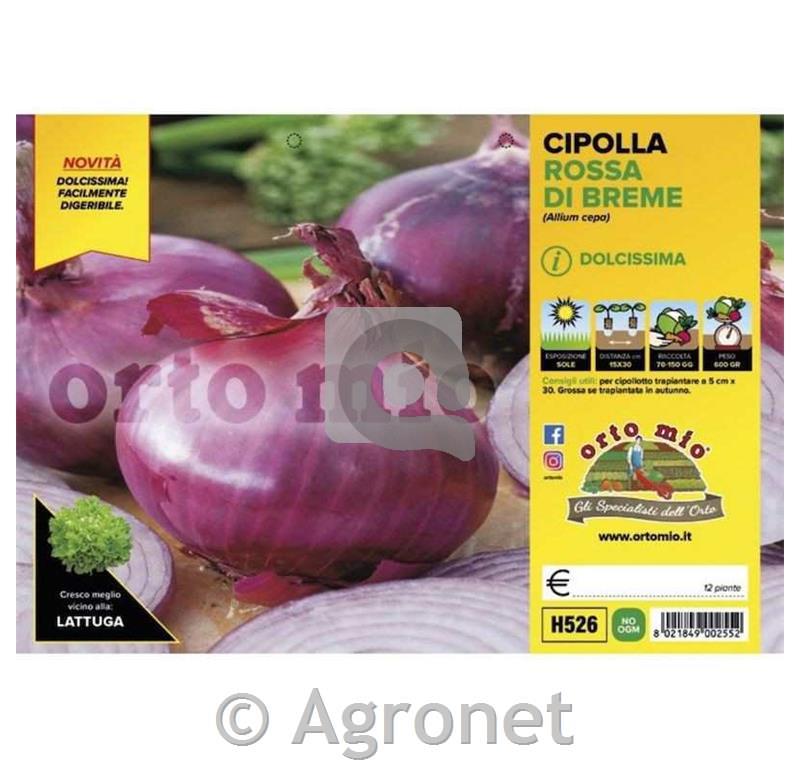 Čebula Rossa di Breme, 12 kos