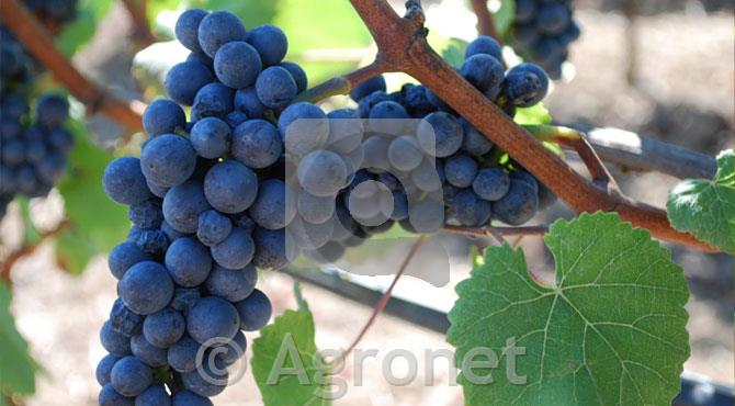 Gamay - barvarica