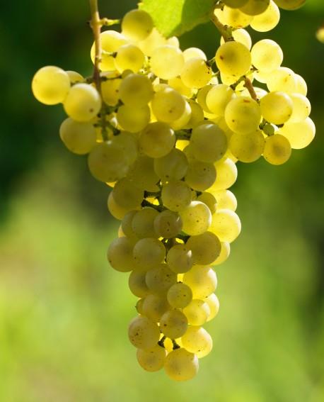 Chardonnay