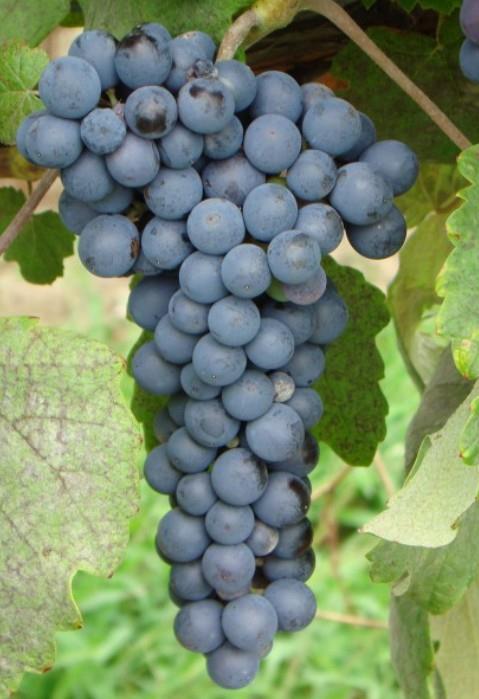 Blue muškat