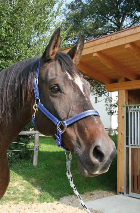 Hlevska uzda Mustang modra/črna