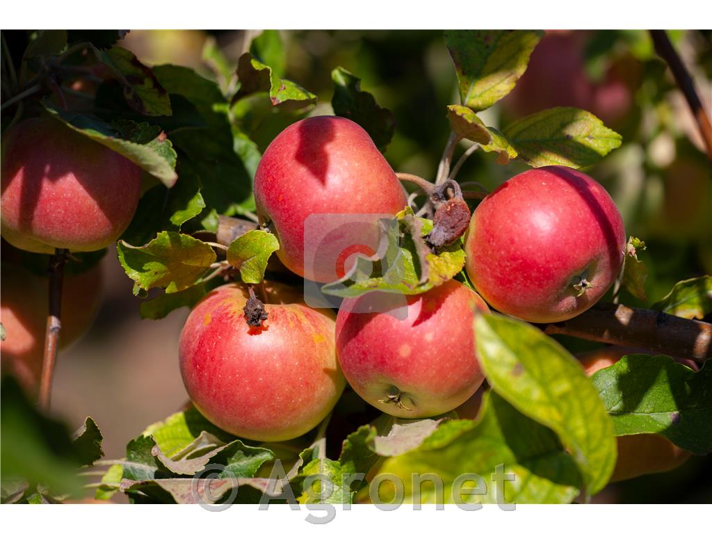 Jablana (Malus) Discovery M7-novejša odporna sorta jablane