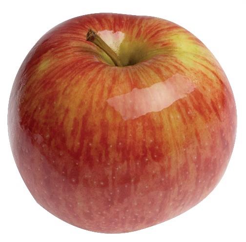 Jablana (Malus) Jonagold M7-novejša sorta jablane