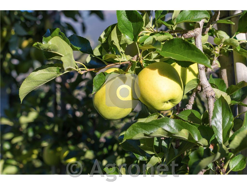 Jablana (Malus) Zlati delišes M7-novejša sorta jablane