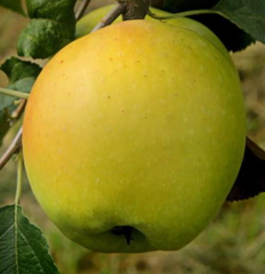 Jablana (Malus) Produkta M9 - odporna sorta jablane