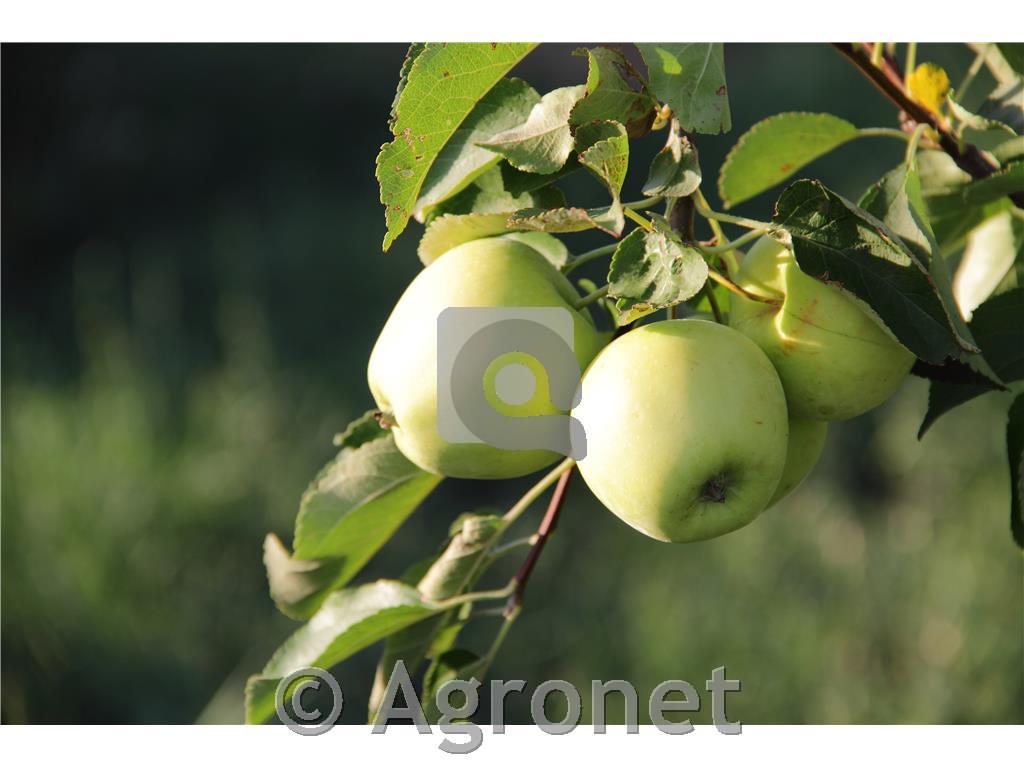 Jablana (Malus) Mutsu M9-novejša sorta jablane