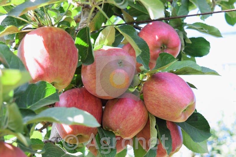 Jablana Braeburn M7