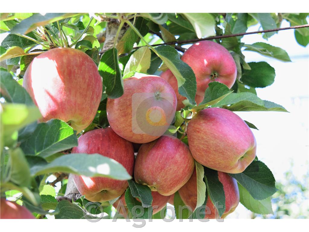 Jablana Braeburn M9