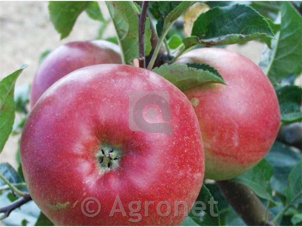 Jablana Red Topaz M7