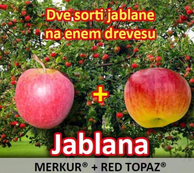 Jablana 2 sorti (Red Topaz in Merkur) M9