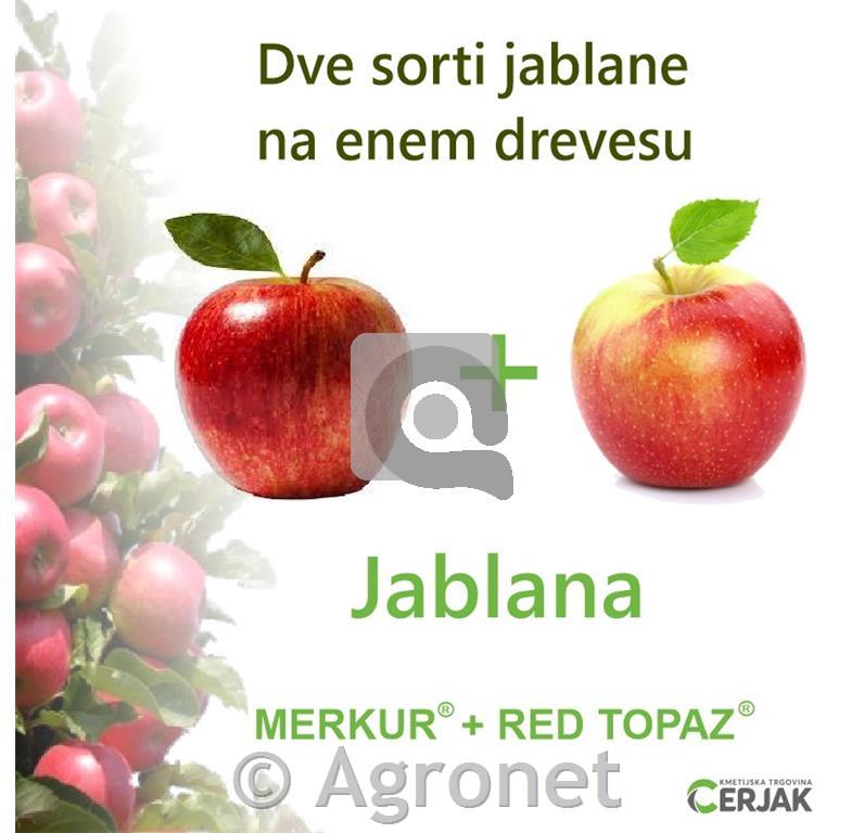 Jablana 2 sorti (Red Topaz in Merkur) M7