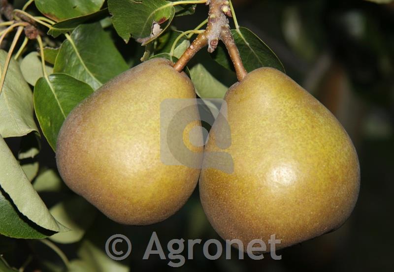 Hruška (Pyrus) Hardijeva Kutina MA