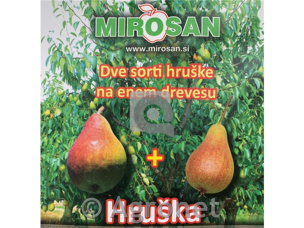 Hruška 2 (Zgodnja Moretinijeva in Viljamovka)