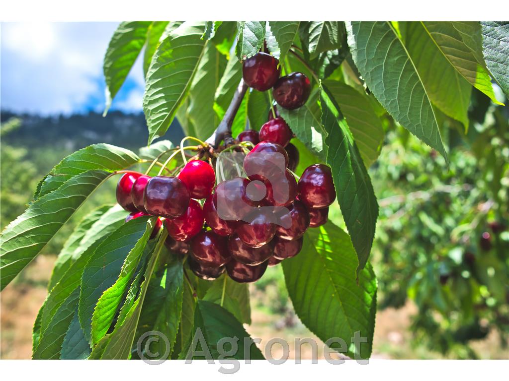 Češnja (Prunus) Kordia Gisela 5