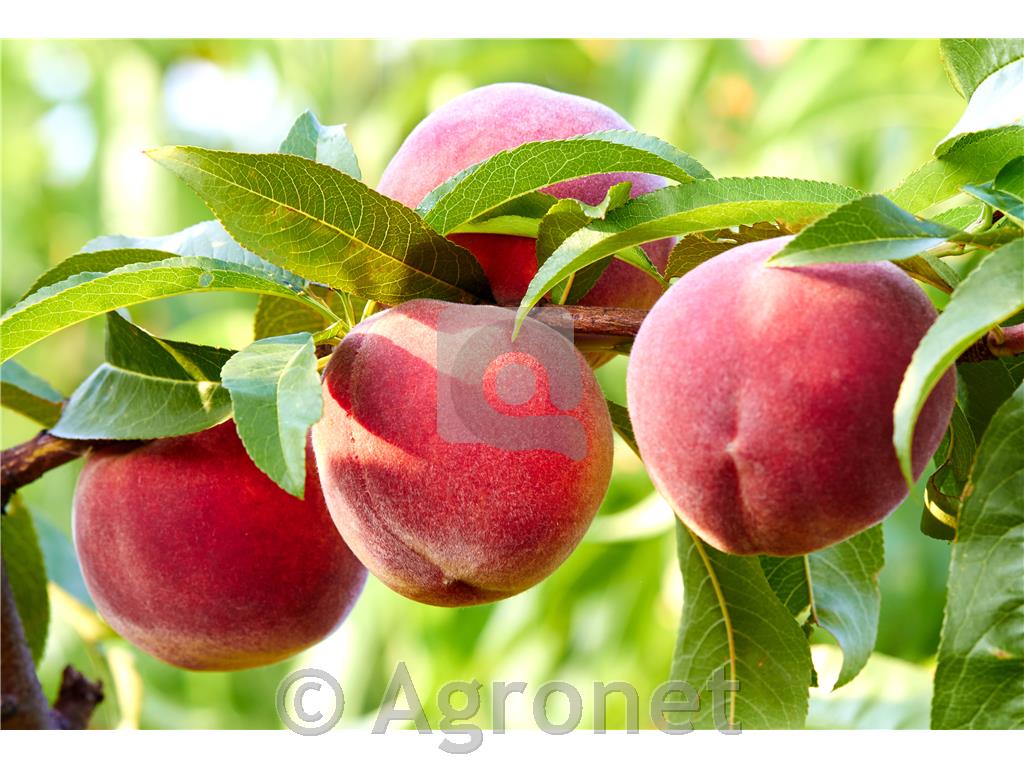 Breskev (Prunus persica) Redhaven - GF 677