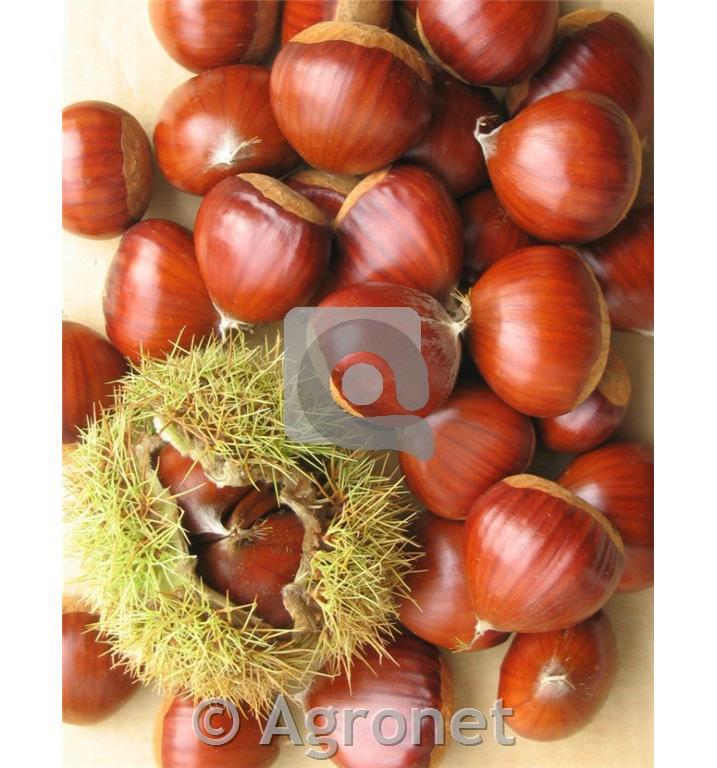 Kostanj Marsol