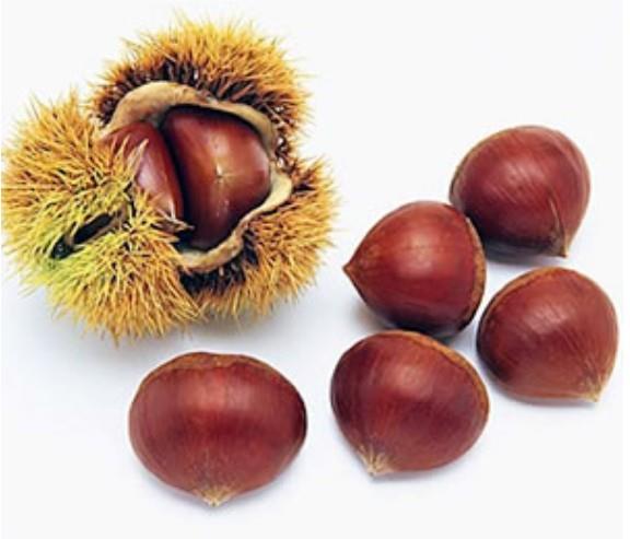 Kostanj (Castanea) Bouche de betizac - evrojaponski križanec
