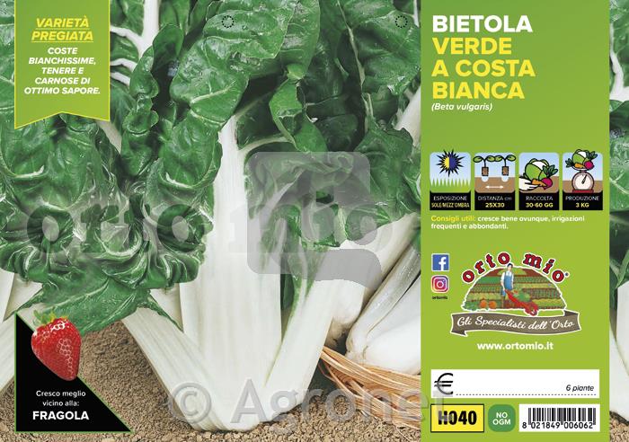 Blitva Lusiana, 6 kos