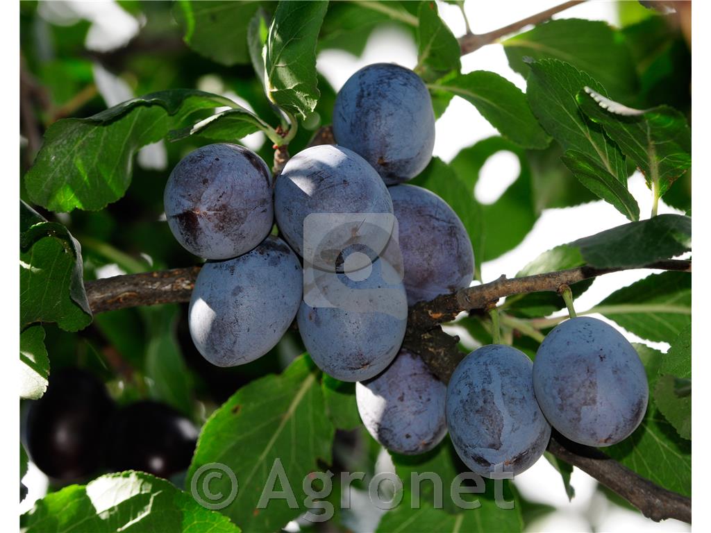 Slive - Sadje - Sadike - Rastline in semena - agronet.si